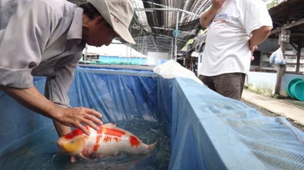   Xuất khẩu cá cảnh mang về 7 triệu USD cho TP.HCM